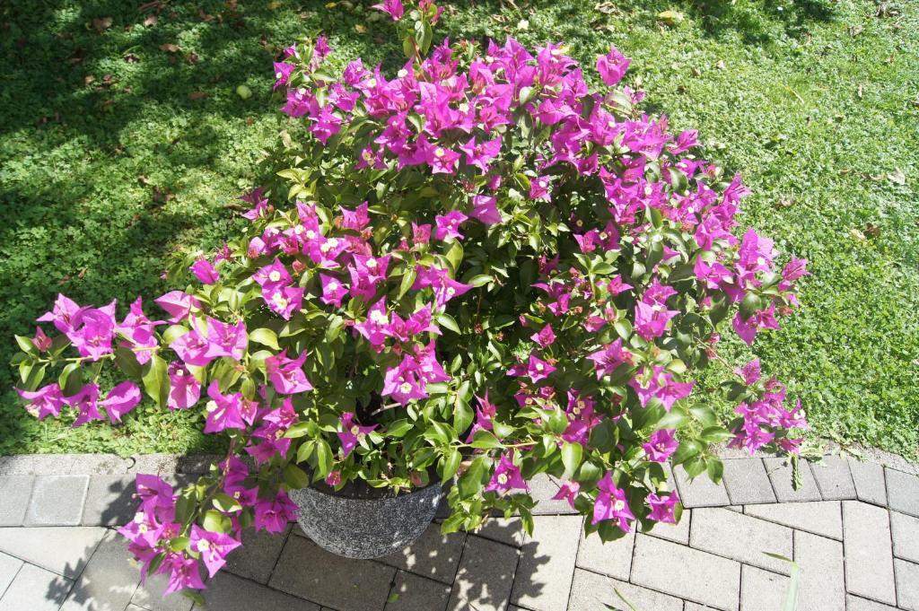 Haus Josef Bed & Breakfast Майерхофен Екстериор снимка